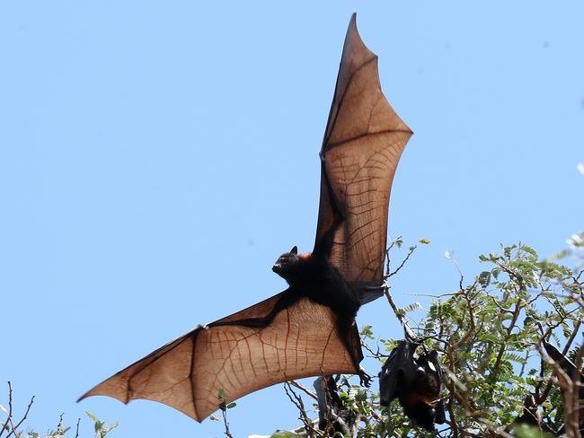 Large bat colony roosting in Lissner Park, Charters Towers. Photographer: Liam Kidston