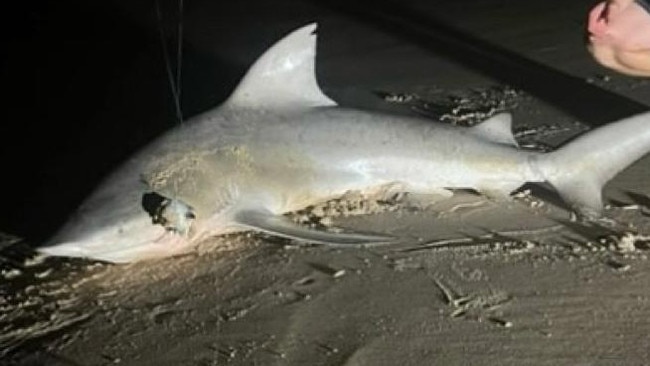 Multiple sightings of sharks have been reported after a bull shark was hooked and released at the Maroochydore river mouth. Photo: Dorsal Watch.