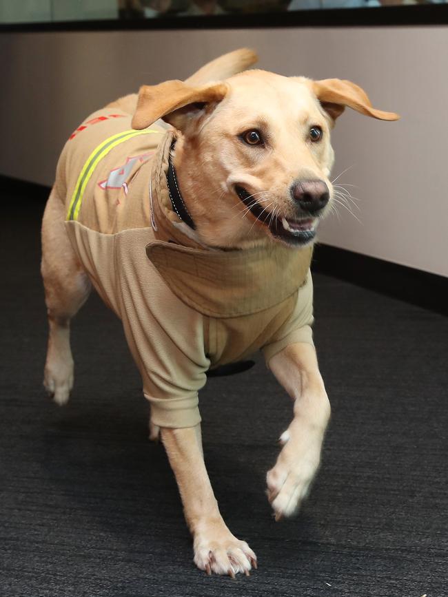 Crisis Response Dog Ember bounds in to RFS Headquarters in Sydney on Wednesday. Picture: David Swift