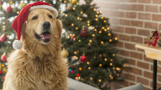 Furry friends will be treated like family this Christmas.