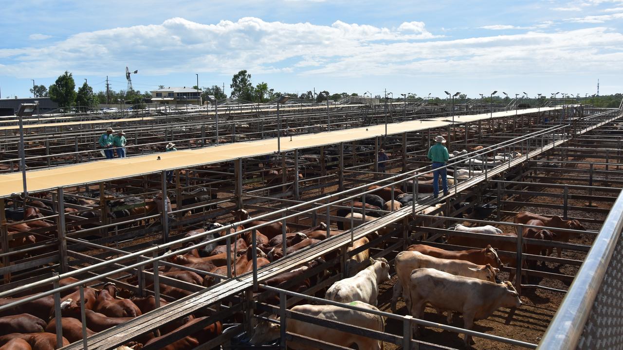 Revealed: Australia’s biggest cattle saleyards ranked | The Courier Mail