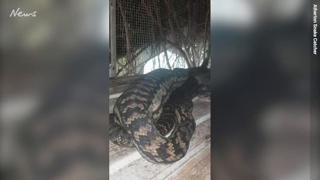 Cat eaten by snake in QLD