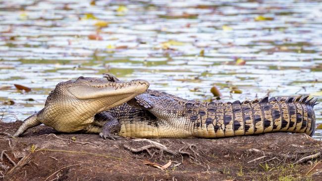 This 2.5m saltwater crocodile was snapped scratching an itch at Cattana wetlands by photographer Jon Westaway earlier this year.