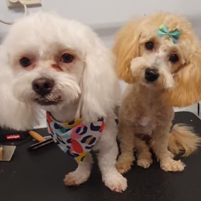 Cheri Doherty's white 2 and half year old and Caramel 1 year old Moodles.