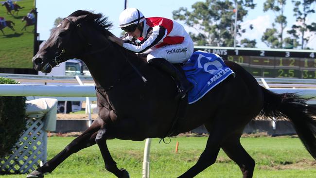 Blesk is ready to peak second-up at Wagga. Picture: Grant Guy