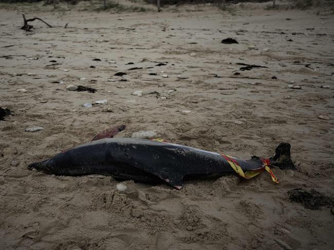 A dead dolphin lies on the beach of Le Bois-Plage-en-Re, on Ãle de RÃ© , southwestern France on March 13, 2023. - Dozens of dolphin carcasses have been found on the beaches of the French Atlantic coast since Saturday which environmental defense associations attribute to weather conditions and fishing pressure. (Photo by Philippe LOPEZ / AFP)