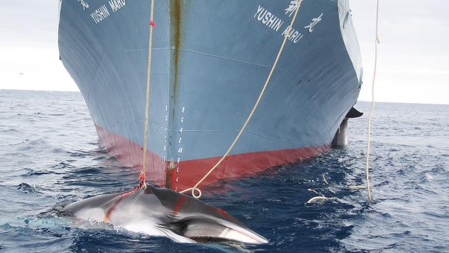 Japan cancelled its 2014/15 season but is expected to present a new plan so it can resume whaling. Picture: AFP/AUSTRALIAN CUSTOMS