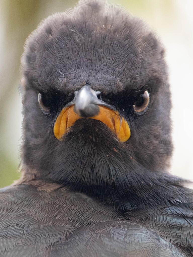 “Monday Morning Mood: I took this shot while photographing a group of pied starlings perched in a tree at the Rietvlei Nature Reserve in South Africa. It perfectly sums up my mood on most Monday mornings. :)” Picture: The Comedy Wildlife Photography Awards 2021/Andrew Mayes