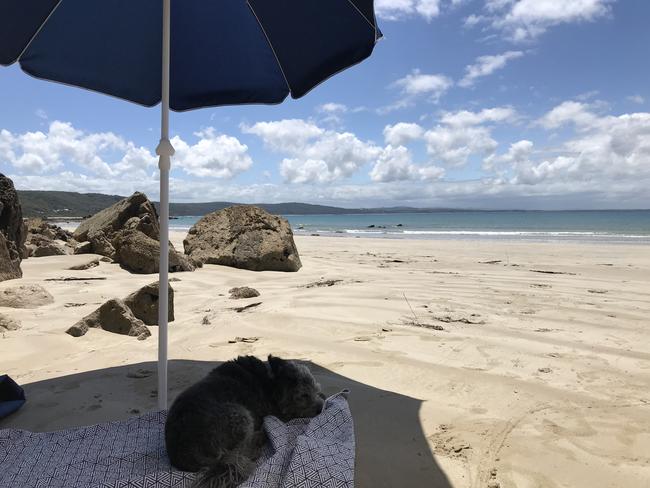 Billy Bob escaping the silly season at South Gippsland this week. Picture: Karli Loughridge, Merrijig.