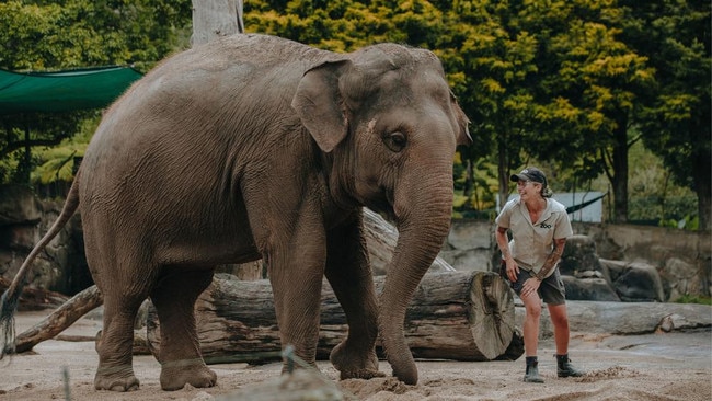 Auckland Zoo elephant keeper Emma with Asian elephant Burma. Picture: Auckland Zoo.