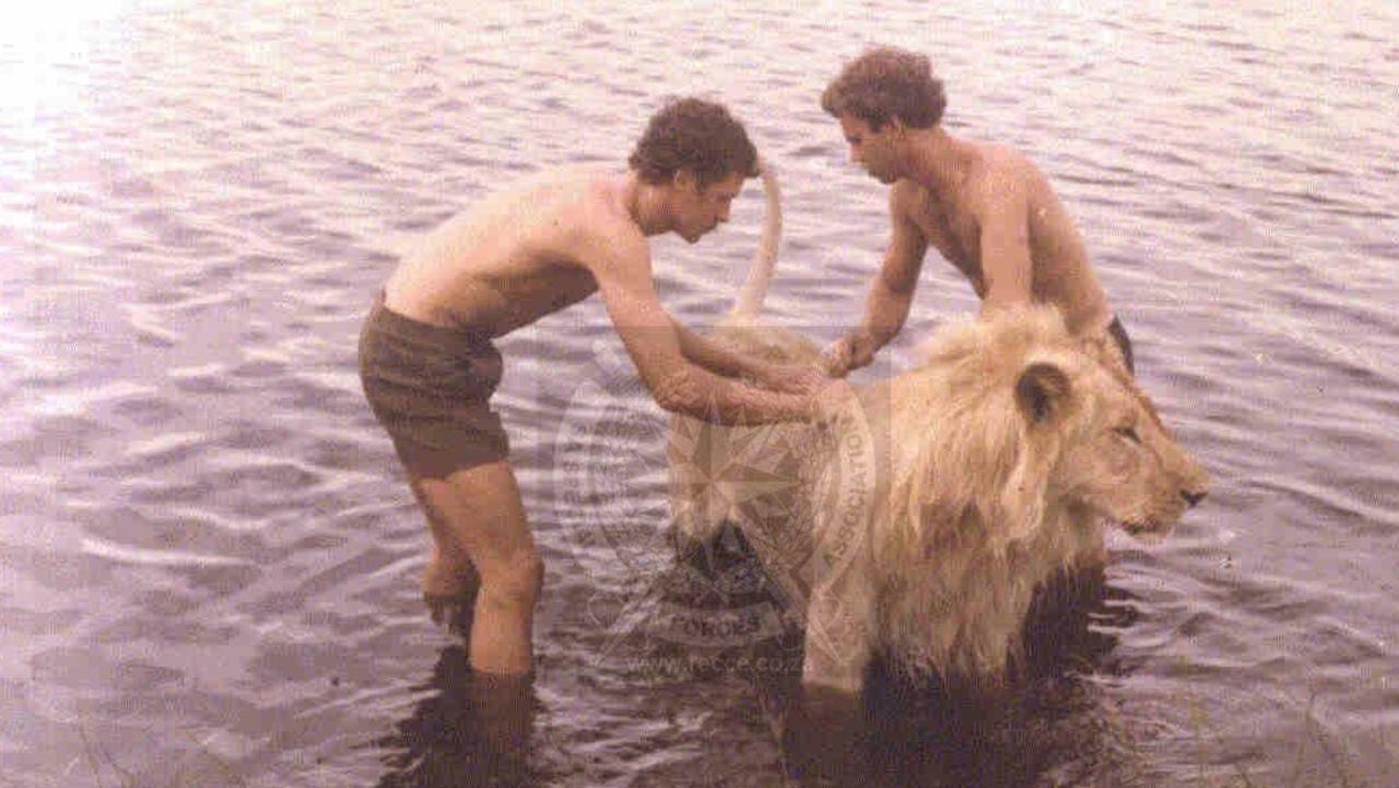 Black Market Espresso Bar owner David Rodrigues's navy unit befriending a lion at one of his old training areas. Picture: Supplied.