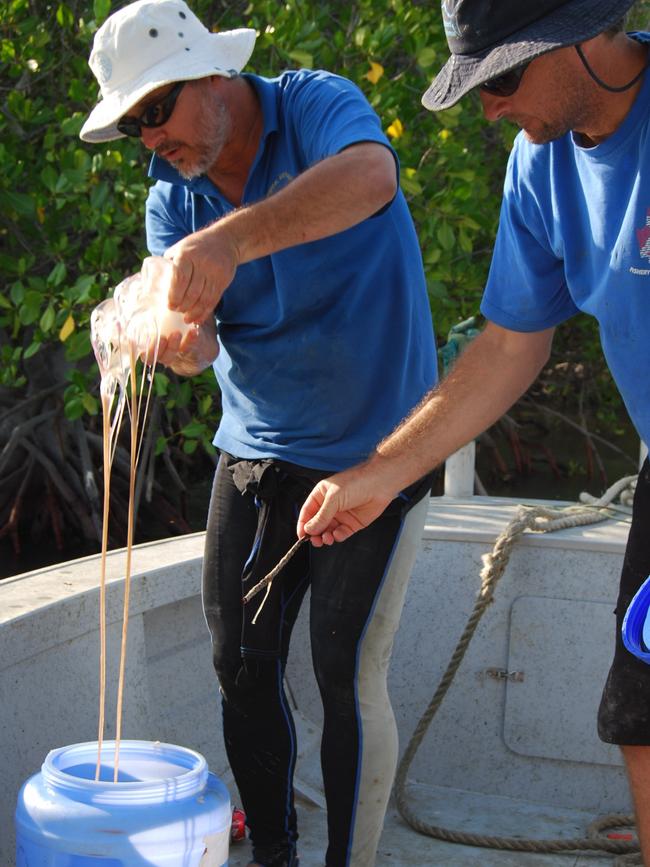 Big Box Jellyfish numbers plummet according to JCU Professor Jamie Seymour Picture: Supplied.