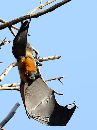 Pregnant flying foxes at Cannes Reserve in Avalon will be left in peace ...