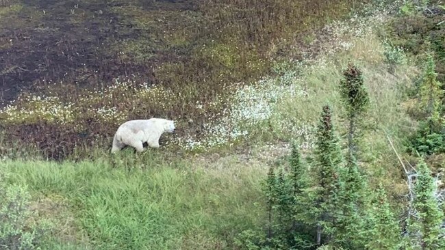 A polar bear was spotted in the remote wilderness of northern Manitoba during the search for the teen suspects in the killing of Lucas Fowler, his US girlfriend and a university botanist. Picture: Twitter/ RCMP Manitoba