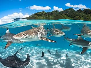 Extreme photography: Underwater world