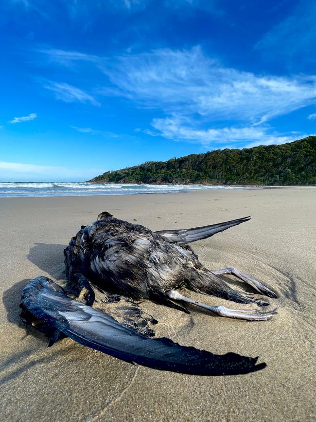 A beached Short-Tailed Shearwater found on One Mile Beach. Picture: Silke Stuckenbrock/Adrift Lab