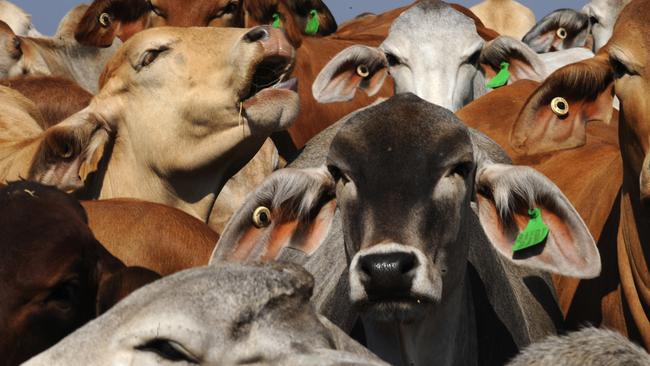 Brahman cattle bound for Indonesia are held at Cedar Park, a pre-export feed lot 100km south of Darwin. BBFAW is seeking to halve global livestock numbers within the next two decades. Picture: AAP / Dave Hunt