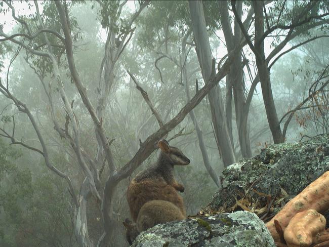 A wallaby activates a camera sensor as it passes by in Curracabundi National Park.