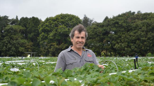 Joe Barletta at Shaylee Strawberries – he is turning the strawberry farm into a tourist destination with a new cafe and expanded menu. Picture: Bronwyn Farr.