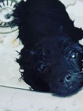 Jose, Benowa, my first baby who is the most beautiful boy and manages to convince the manliest of men down onto their hands and knees for cuddles