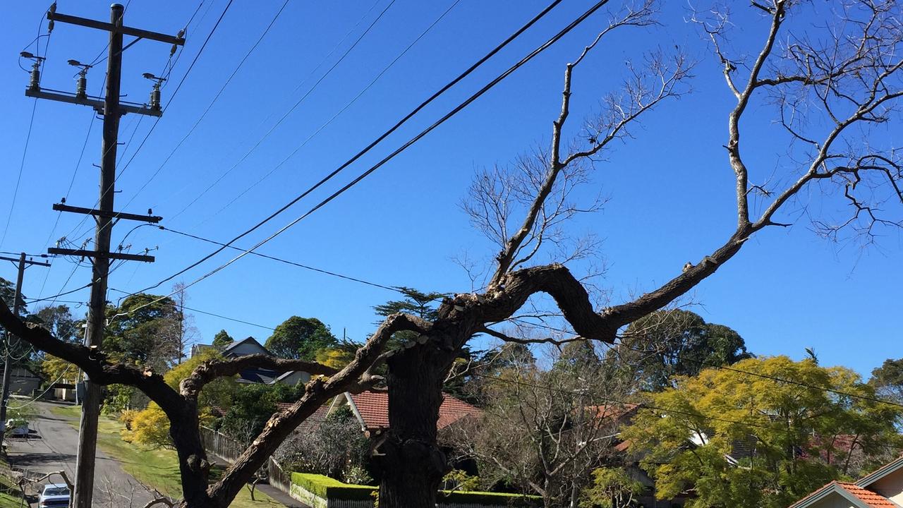 Trees being bizarrely being pruned in Sydney by Ausgrid to make way for power cables. 