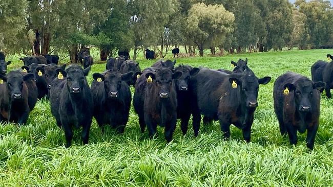 The Elders Rural Property Update Q2 2023 report said beef prices have fallen by 57 per cent year-on-year.