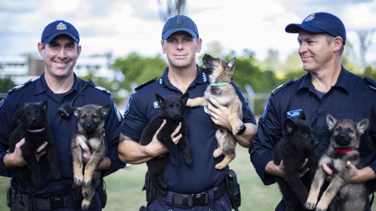 new-dog-squad-announced-for-queensland-police-the-courier-mail