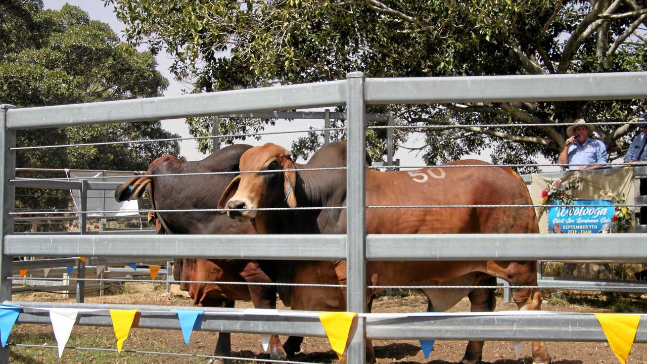 The Woolooga Sale on Saturday, September 7 was a hit.