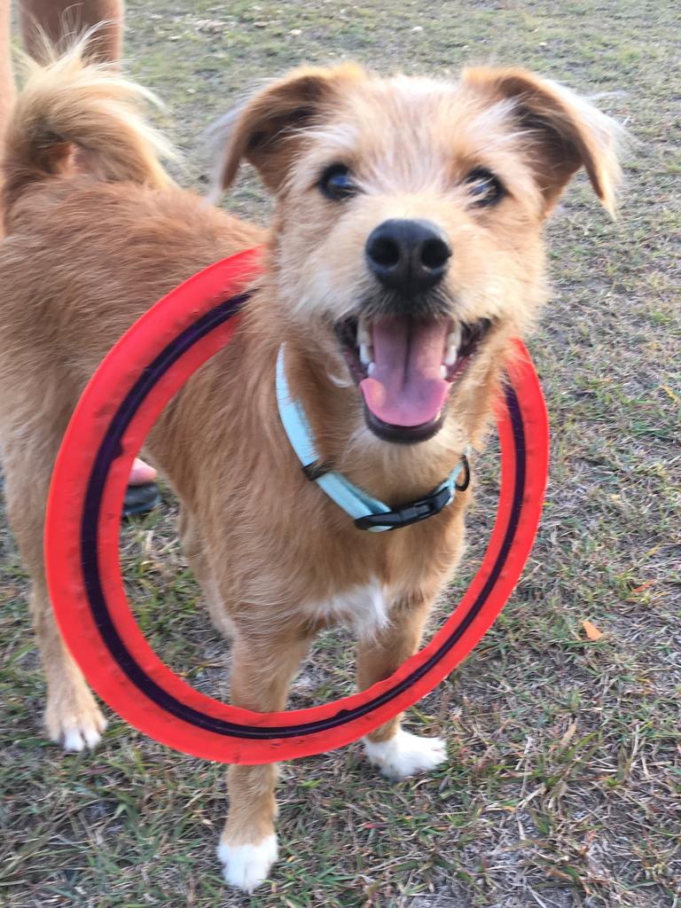 Theo the jackoodle favourite game is frisbee. Picture: Helena wood