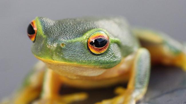 A green tree frog escaped death at the weekend, jumping free from the digestive tract of a common tree snake just seconds after being ingested.