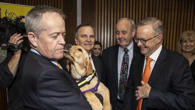 Bill Shorten and Anthony Albanese meet guide dog Sissy. Picture: NCA NewsWire / Gary Ramage