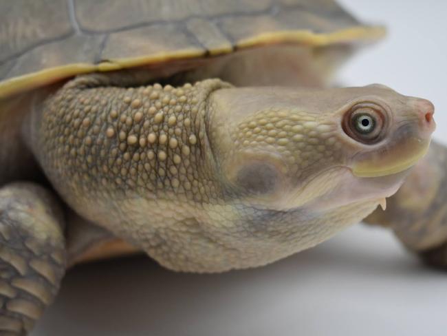 Shellshocked: Dolly the turtle caught in crime spree