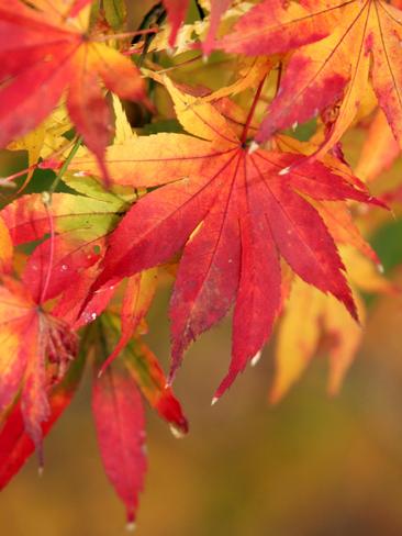 Peter Cundall: Cultivating colourful gardens year-round | The Weekly Times