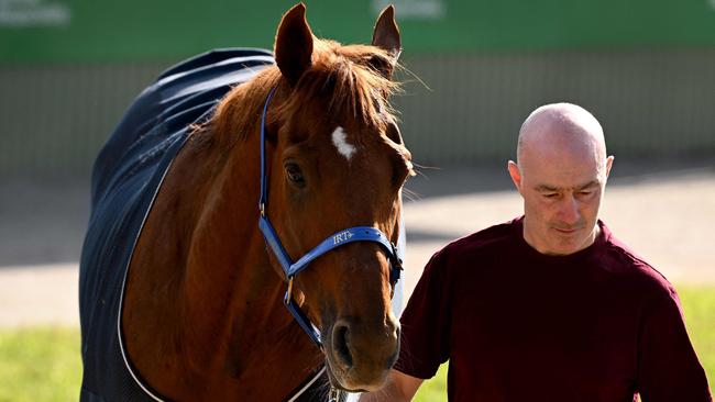 Foreman David Casey walks Irish-trained horse and favourite Vauban after early morning track work a day before the Melbourne Cup horse race. (Photo by William WEST / AFP)