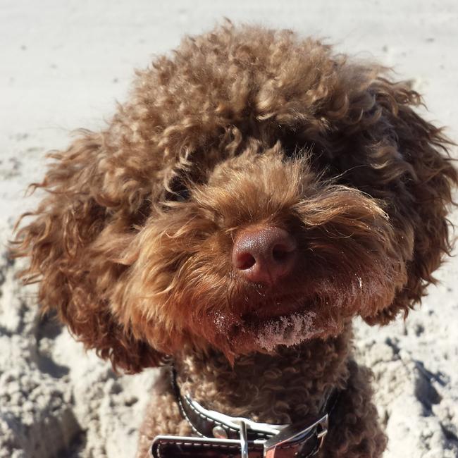 HENREE: A toy poodle, the six-year-old cutie adores long walks on the beach, snuggles and getting his photo taken.