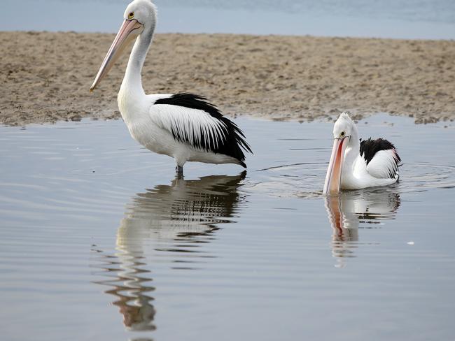 Pelicans near Woy Woy.