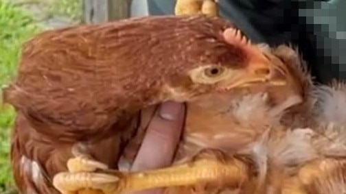 The four-legged chicken was hatched with a rare genetic condition known as polymelia. It has now found a new home and its future looks in fine feather. Picture: Facebook