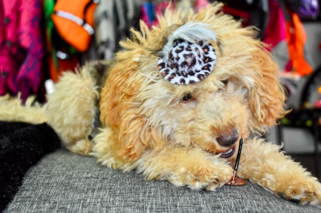 Toy Poodle Frankie, 6 months, helps her human mum Tracey in-store. Picture: Isabella Magee