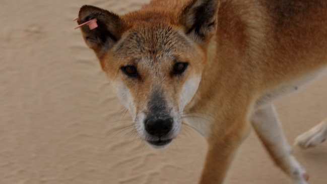 Dingo attacks on K'Gari