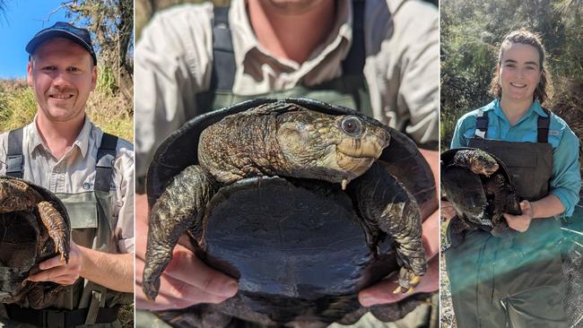 Three white-throated snapping turtles were discovered in Baffle Creek by researchers from the Burnett Mary Regional Group.