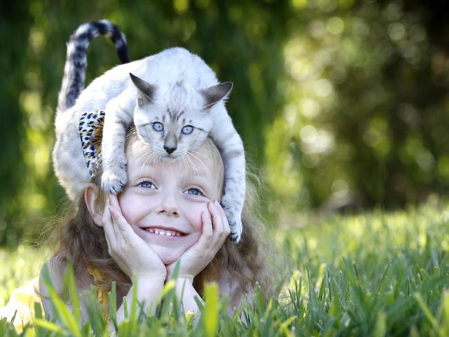 You wouldn't mess with a Bengal Tiger, but Breeanna 5, is quite happy for Bengal kitten Takache to pounce on her for the Cat Lovers Show. Picture: David Caird