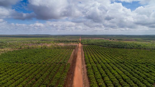 NT Mango Industry Association president Leo Skliros says the inability to quarantine workers on farm had frustrated many local growers. Picture: Che Chorley