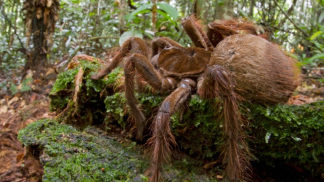 Dog store eats spider