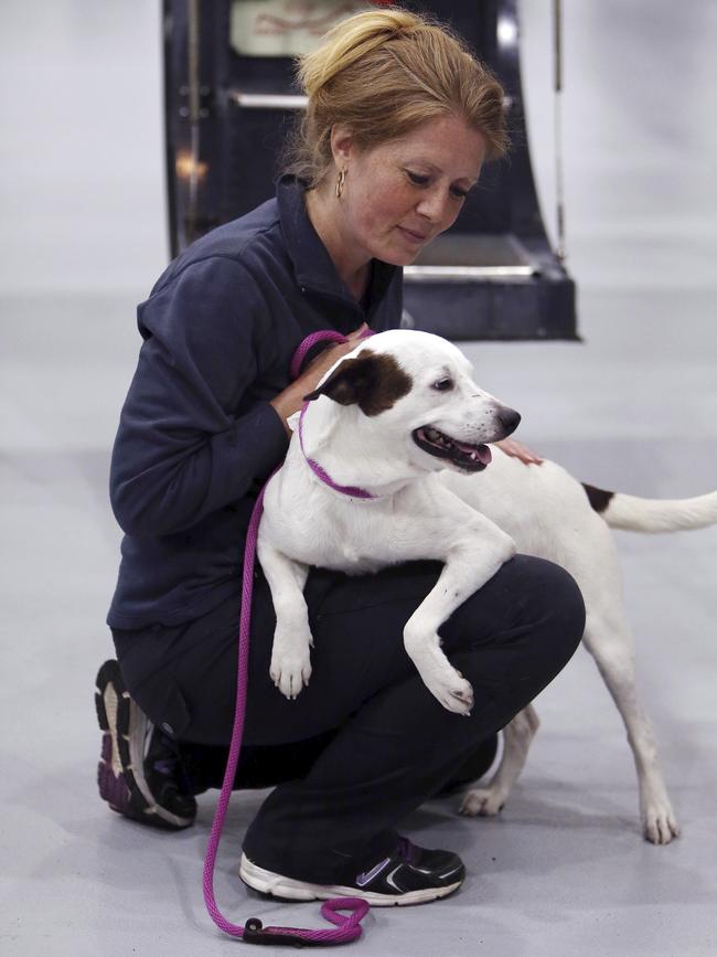 The first rescued dog is comforted by St. Hubert’s Animal Welfare Center President/CEO Heather J. Cammisa as the animal welfare center mobilizes its Sister Shelter WayStation program welcoming nearly 100 dogs from Texas to Morristown Municipal Airport in Morristown, N.J., Tuesday, Aug. 29, 2017. The dogs from Texas shelters arrived in New Jersey on Tuesday to help make room for animals displaced by Tropical Storm Harvey. Picture: AP