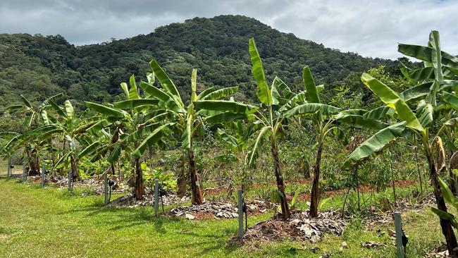 The crops, planted in September 2021 at James Cook University, include eucalyptus, mahogany, avocado, mango, jackfruit, native legumes, banana, cassava, grasses, ground covers, and of course, cocoa. Photo: Fia Walsh