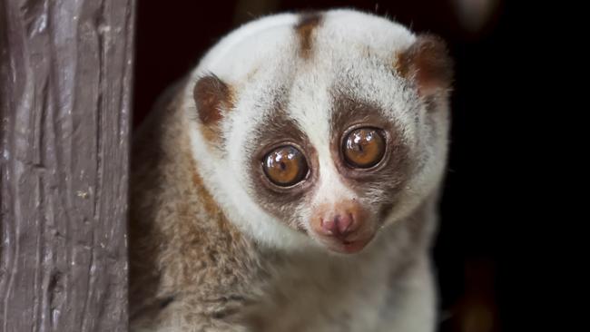 Slow Lorises And Aye Aye Lemurs Like Alcohol Over Water It Turns Out