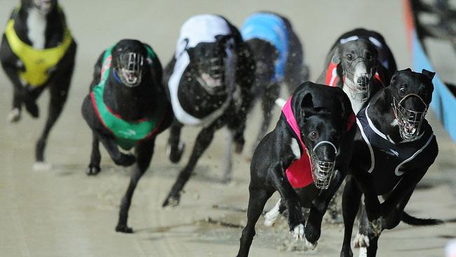 Sight soon to be lost: Dapto Dogs. Picture: Simon Bullard.