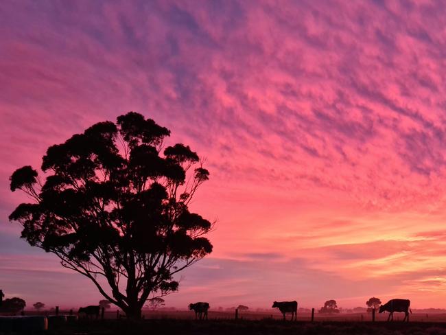 Karen Angus won best on-farm photo at the 2022 South West Dairy Awards.