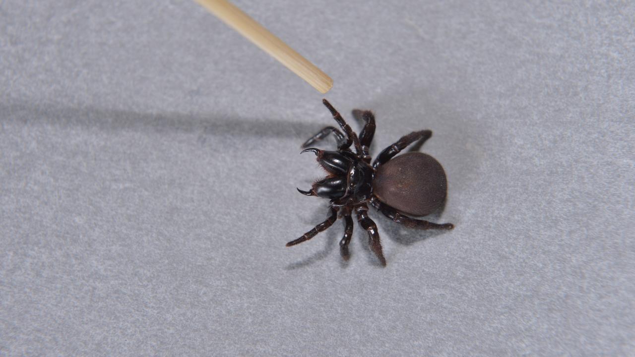 A Mouse spider found in a Queensland garden.