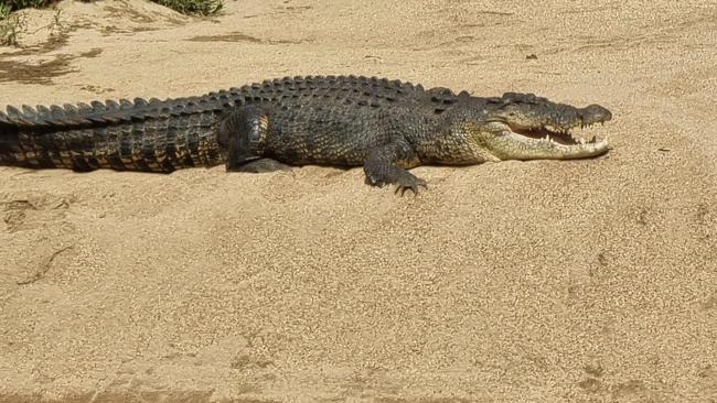 East Russell photographer Gus Lee often crosses the Clyde Rd bridge across the Russell River to get to Babinda. Whenever he sees this big croc he stops to get a photo. Picture: Gus Lee